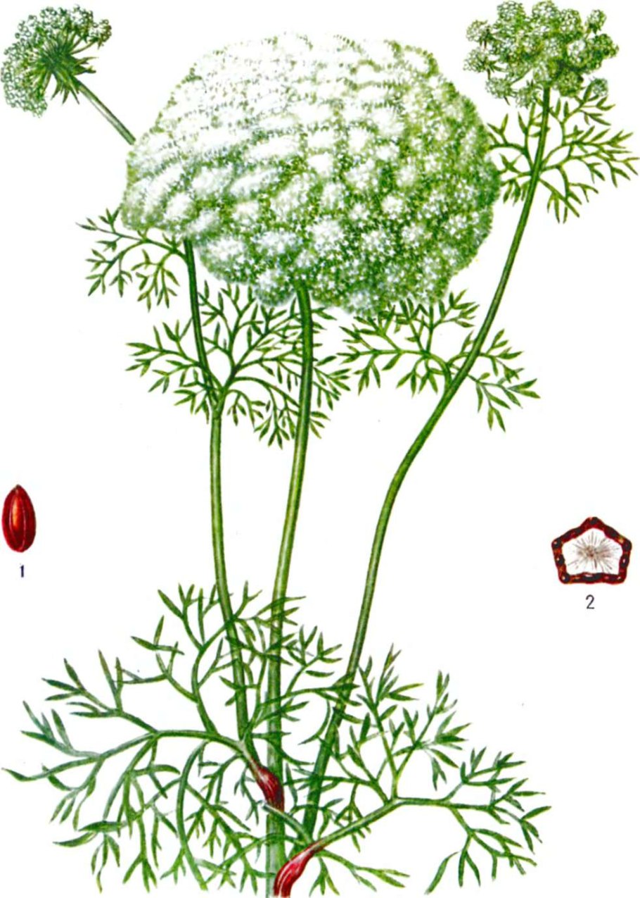 Амми большая Фармакогнозия