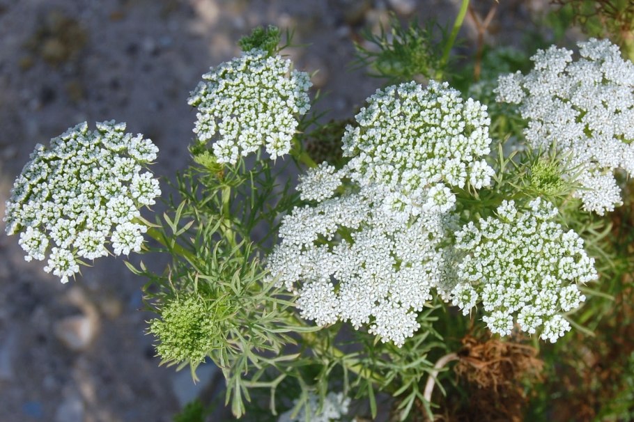 Целебная трава Амми