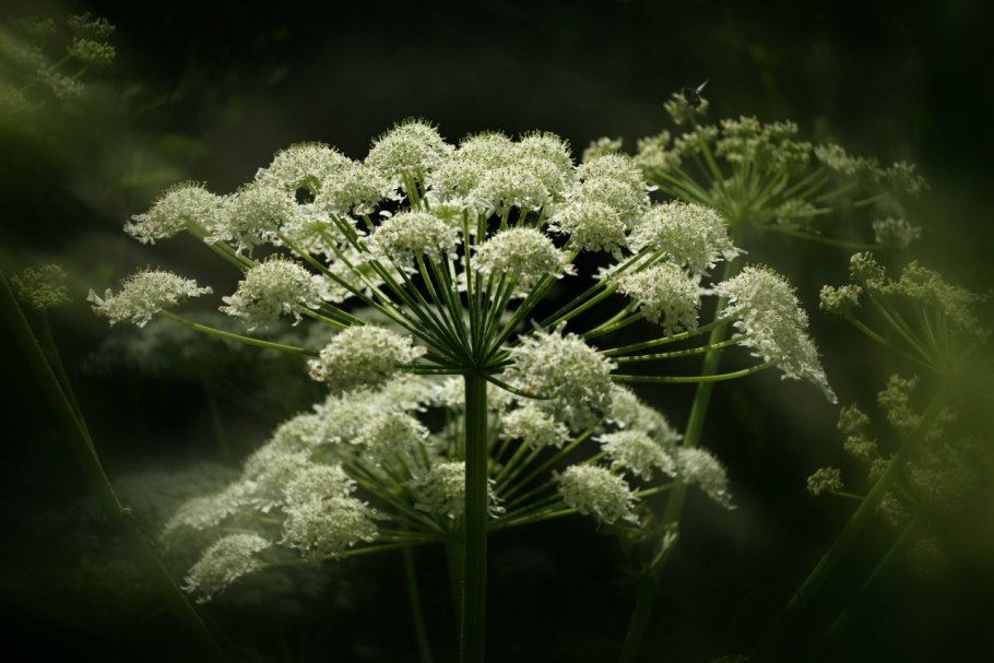 Амми majus Visnaga