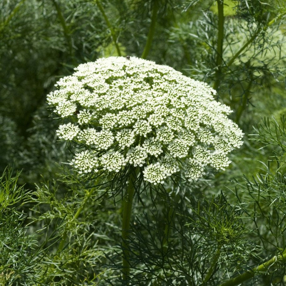 Амми Грин мист