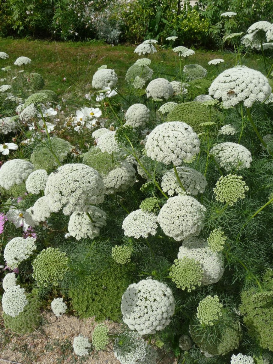 Виснага морковевидная