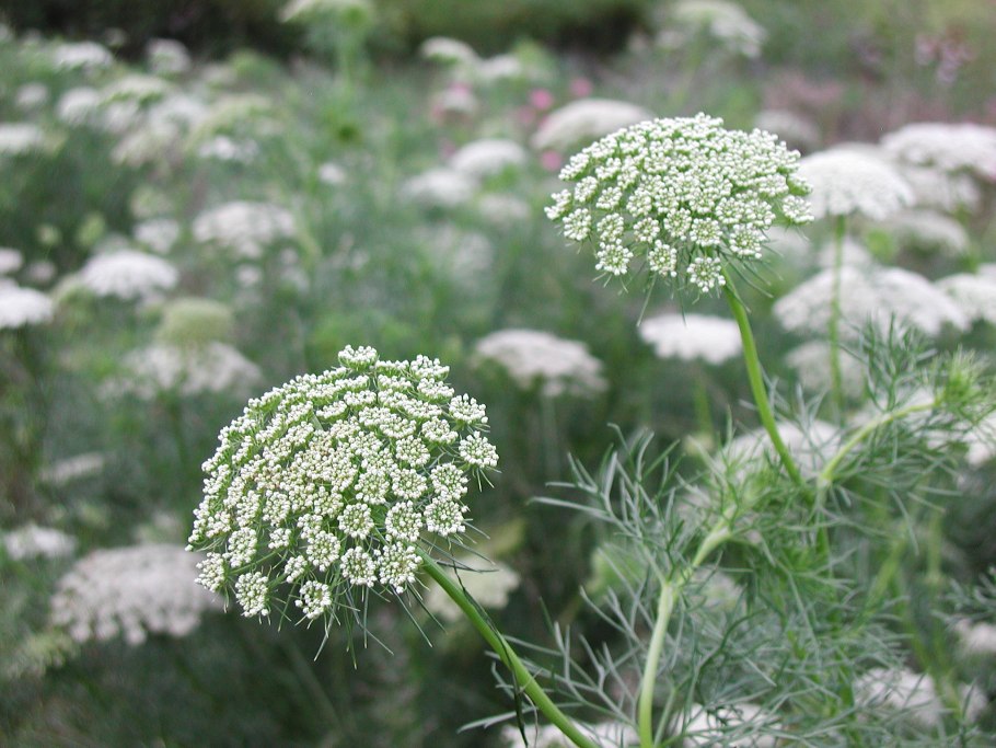 Ammi Visnaga растение