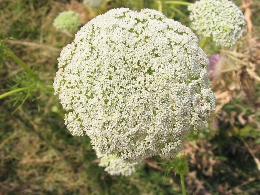 Ammi majus Visnaga