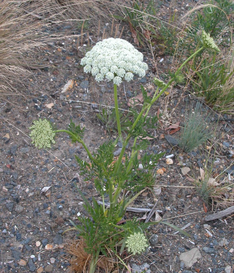 Виснага морковевидная