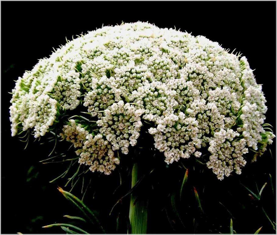 Амми majus Visnaga