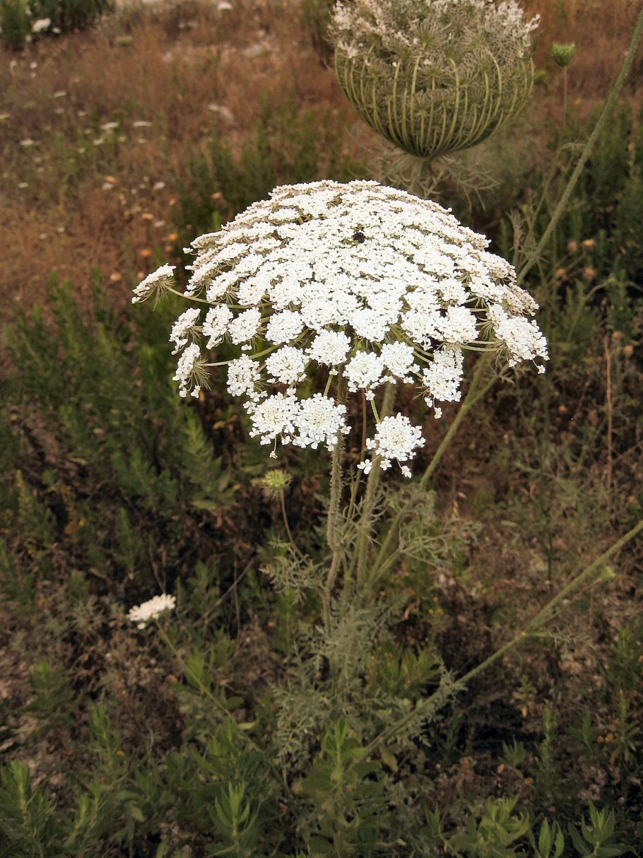 Морковь Дикая - Daucus carota l.