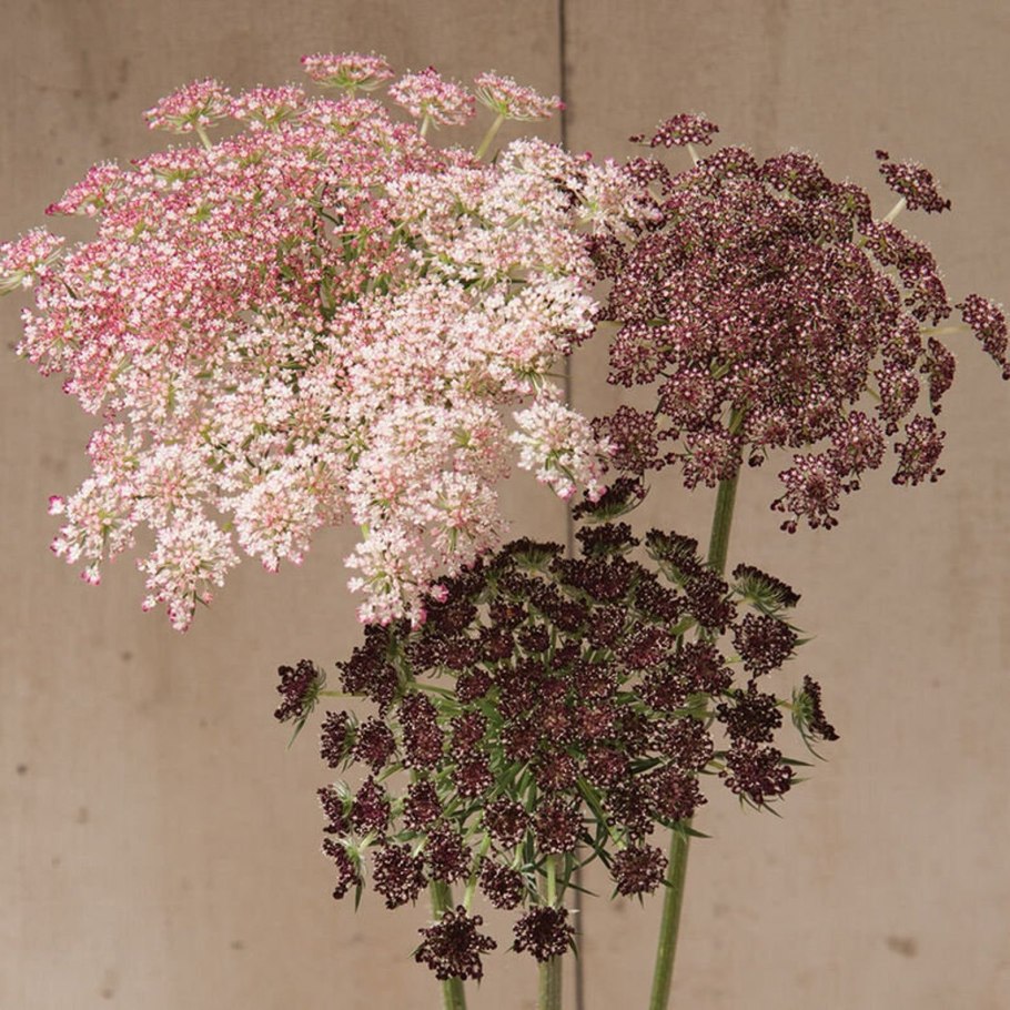 Амми Daucus carota