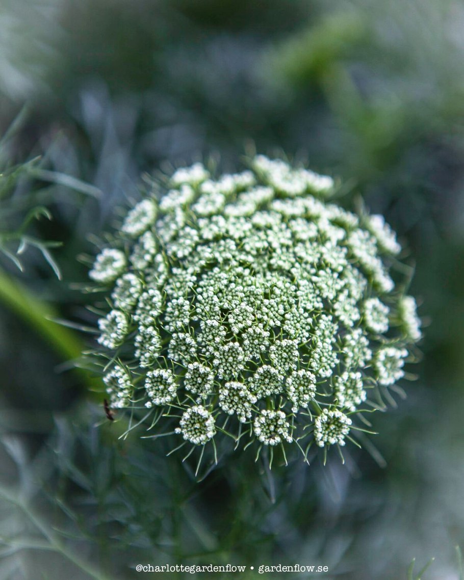 Ammi majus Visnaga