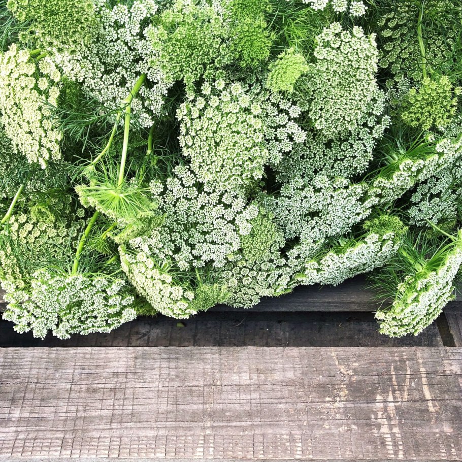 Амми визгана