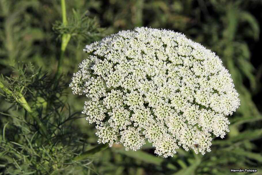 Амми Касабланка