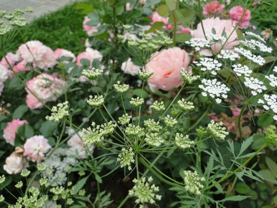 Амми серебряный шатер 0,15г Гавриш