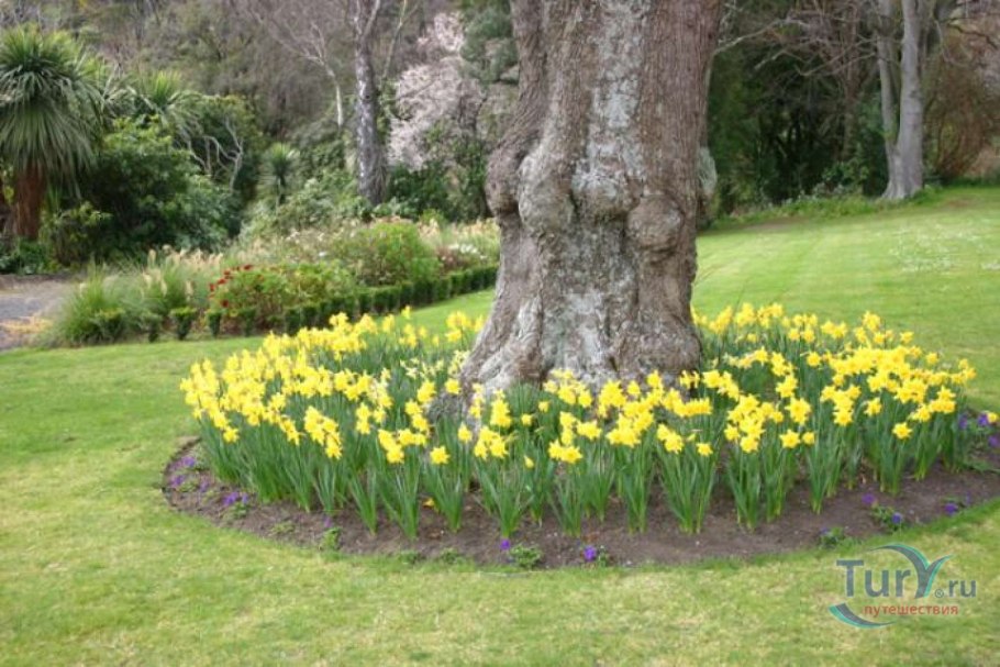 Ирисы хосты в приствольном круге