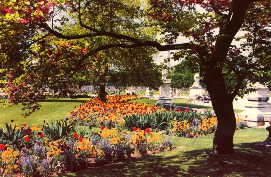 Тюльпаны под деревьями