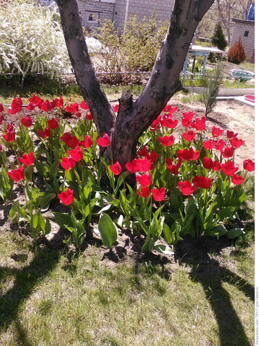 Приствольный круг яблони портулак