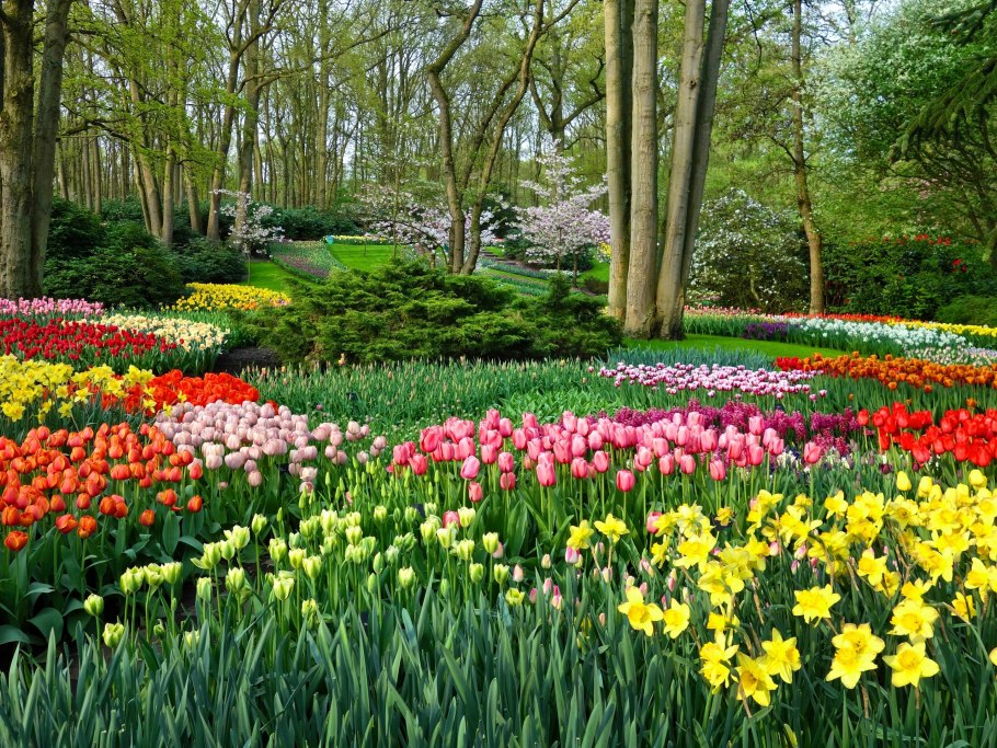 Keukenhof Gardens Нидерланды