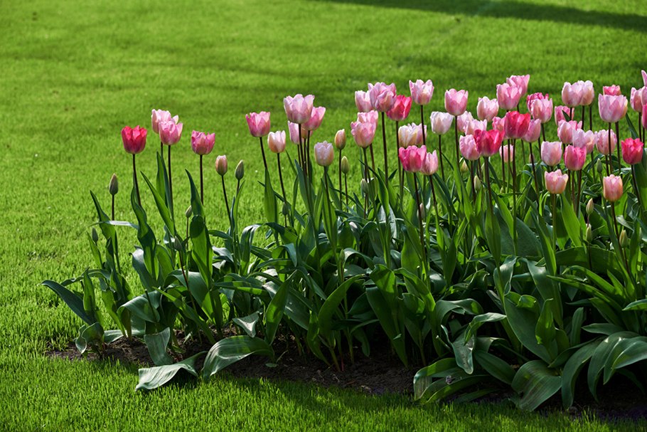 Клумба с тюльпанами