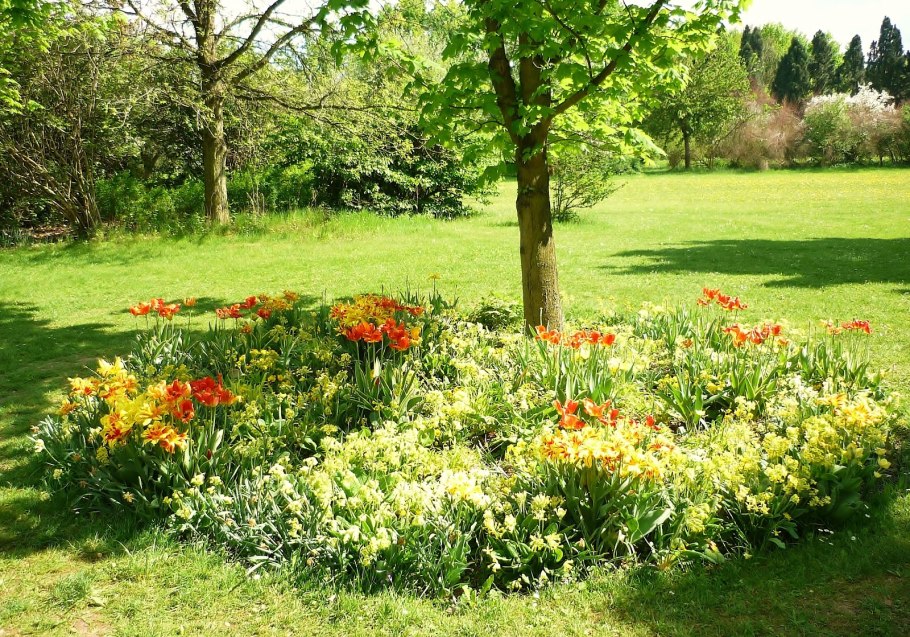 Лилейники в приствольном круге дерева