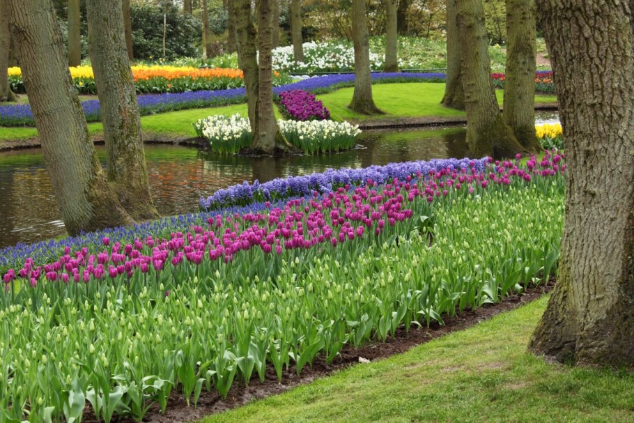 Кёкенхоф рабатка