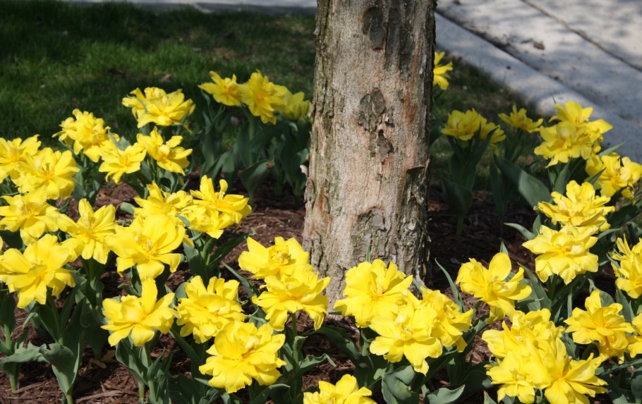 Тюльпан Монте Спайдер