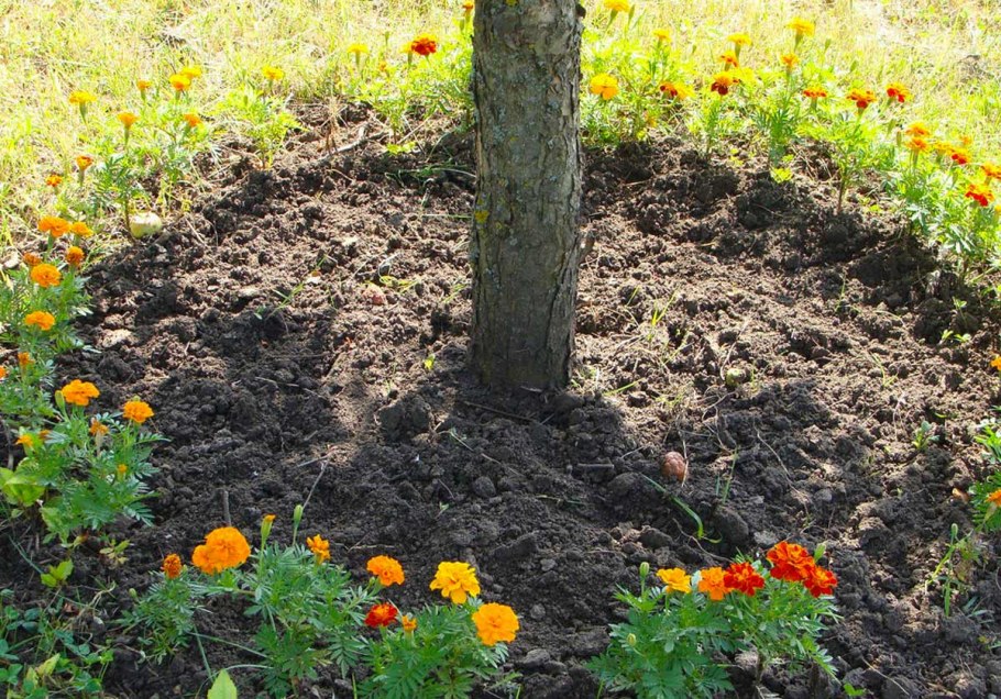 Бархатцы в приствольных кругах плодовых деревьев