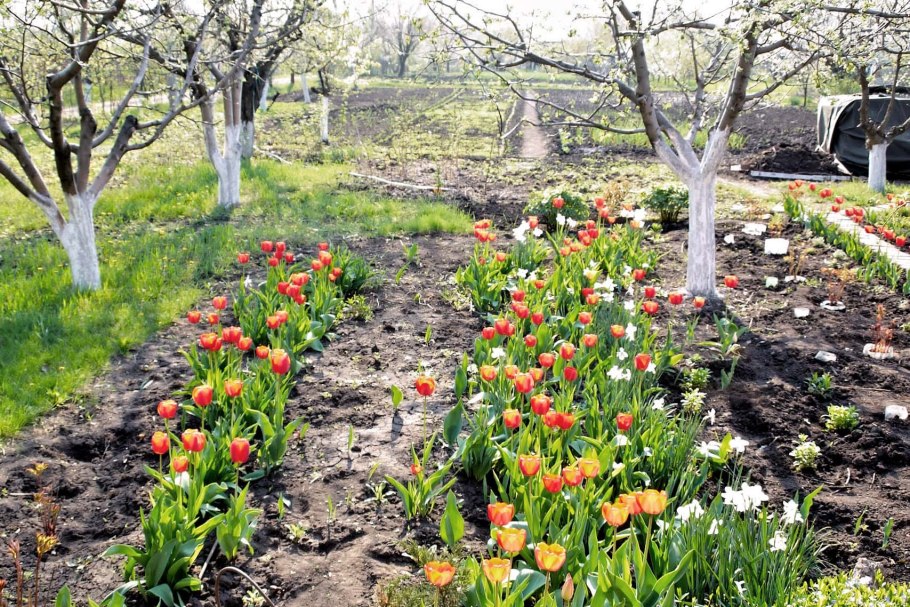 Тюльпаны в саду на даче