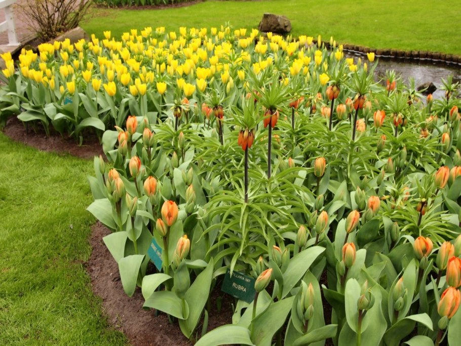 Тюльпаны рассада