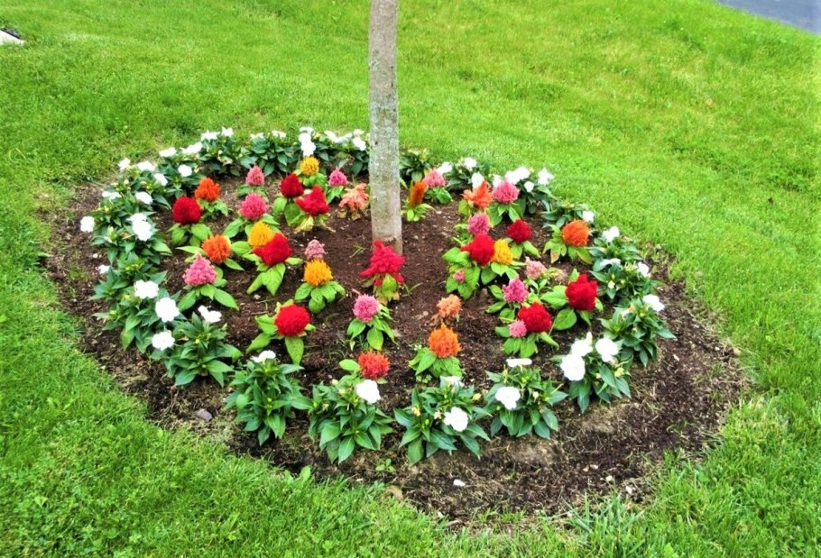 Приствольный круг вокруг яблони