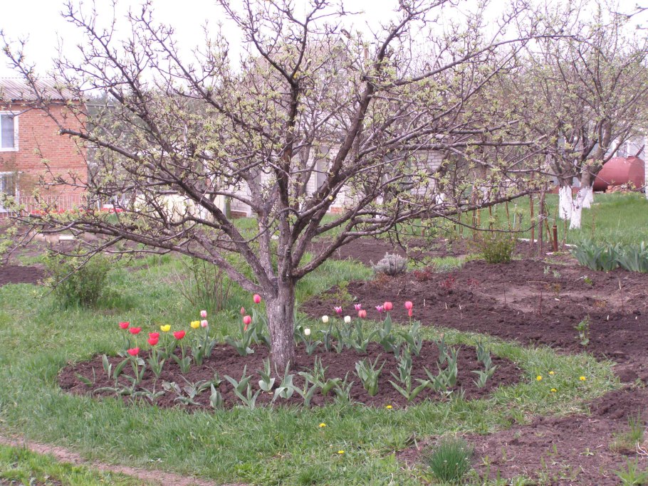 Приствольный круг яблони портулак