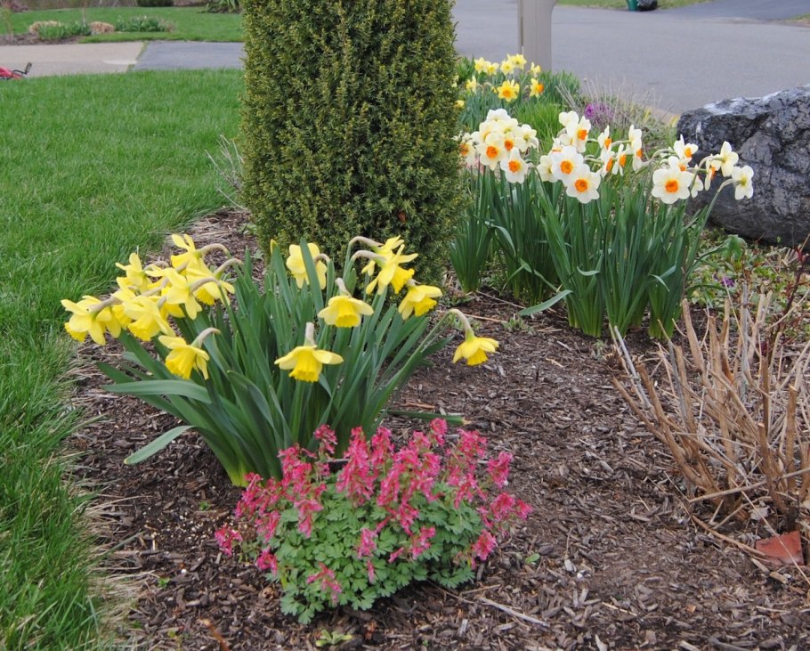 Ирис примула цветник