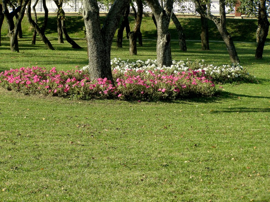Цветы в приствольном круге пионов