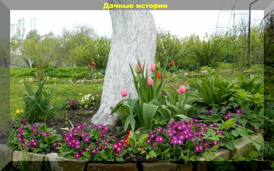 Примула под яблоней в приствольном круге