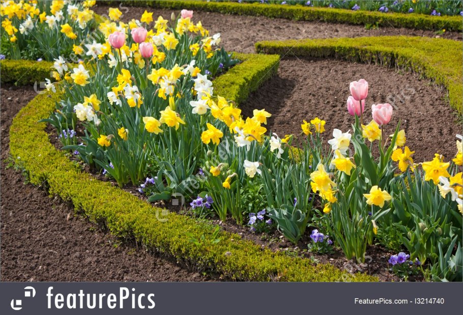 Тюльпаны и нарциссы на клумбе