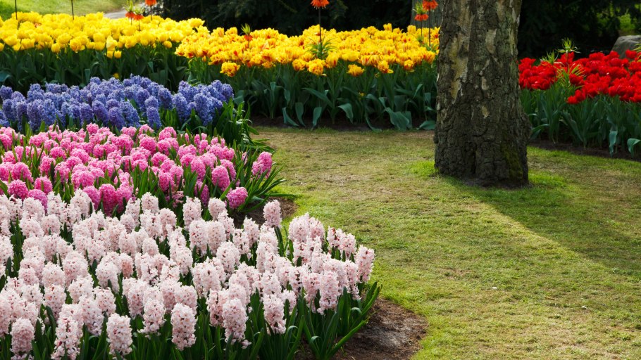 Тюльпаны в миксбордере