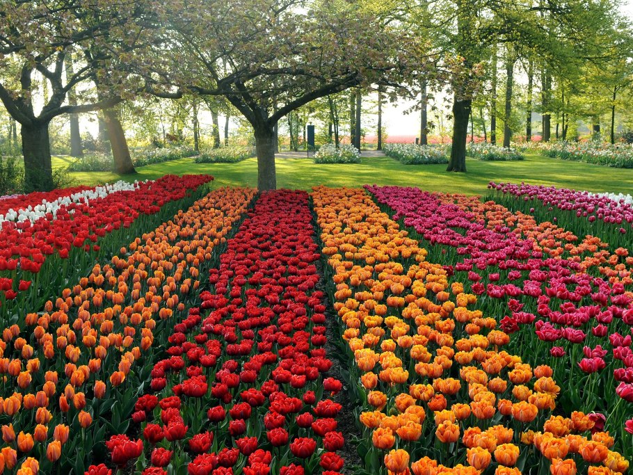 Парк Кейкенхоф поля тюльпанов