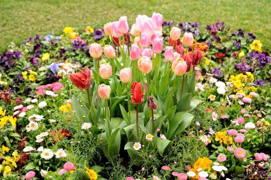 Альпийская горка тюльпан Нарцисс Крокус