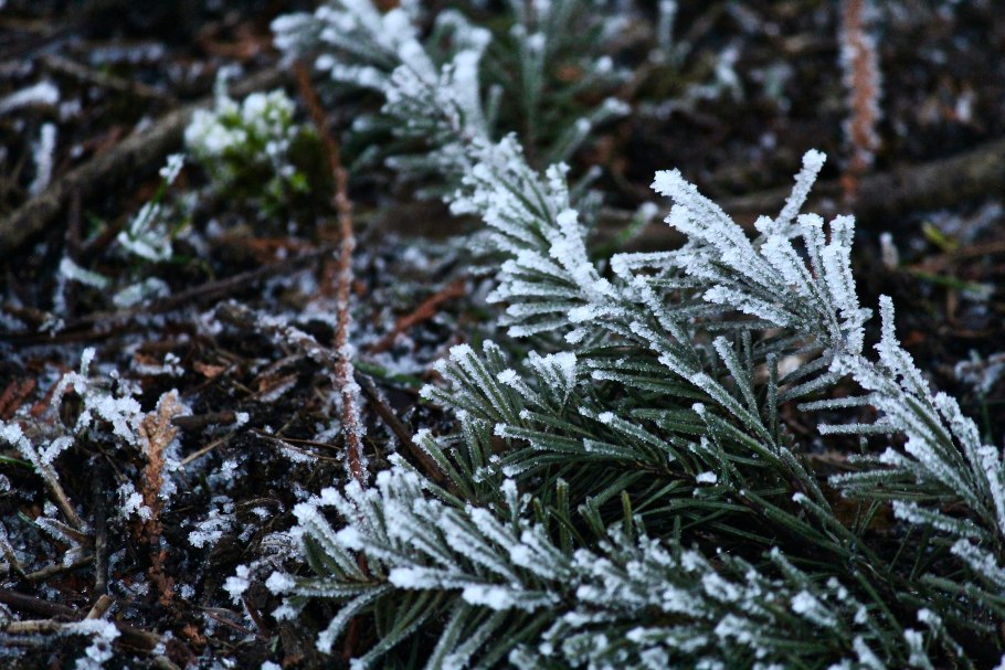 Пихта Сибирская снег
