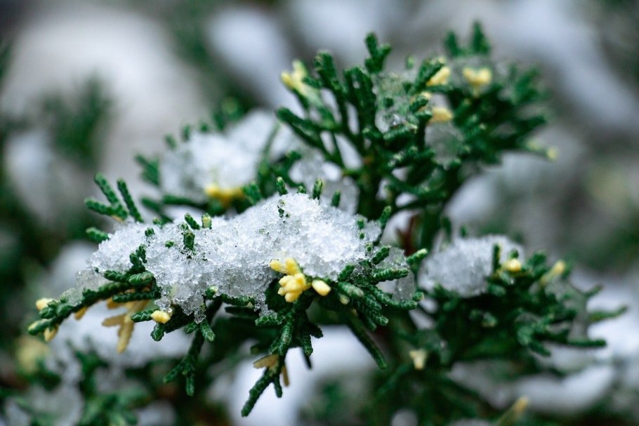 Растения под снегом