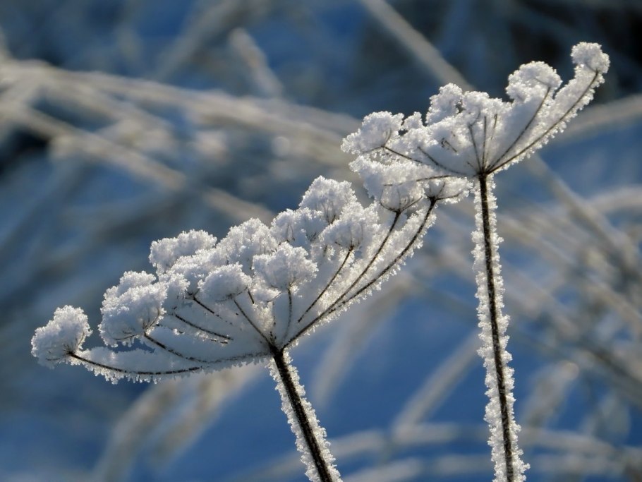 Цветы снежок