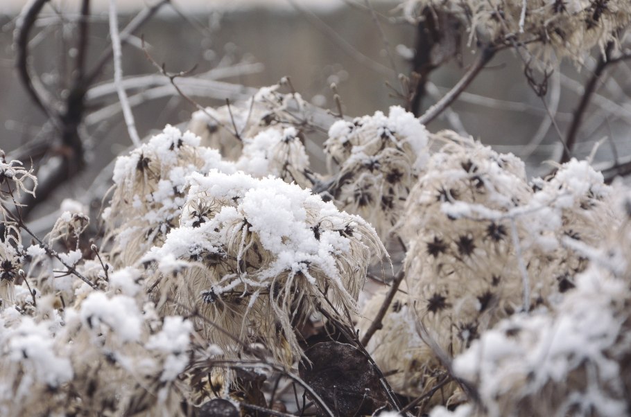 Сухая трава под снегом