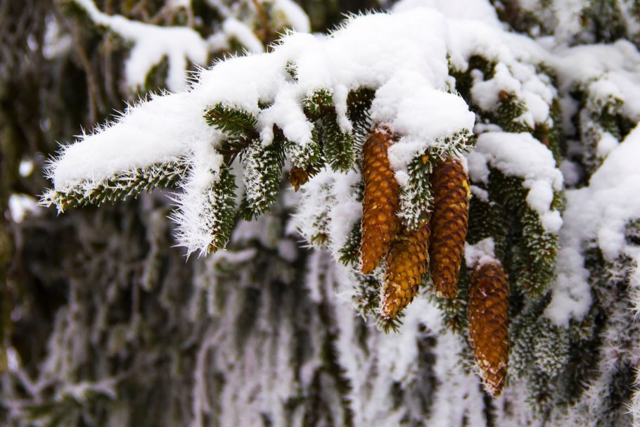 Вечнозелёные растения зимоц