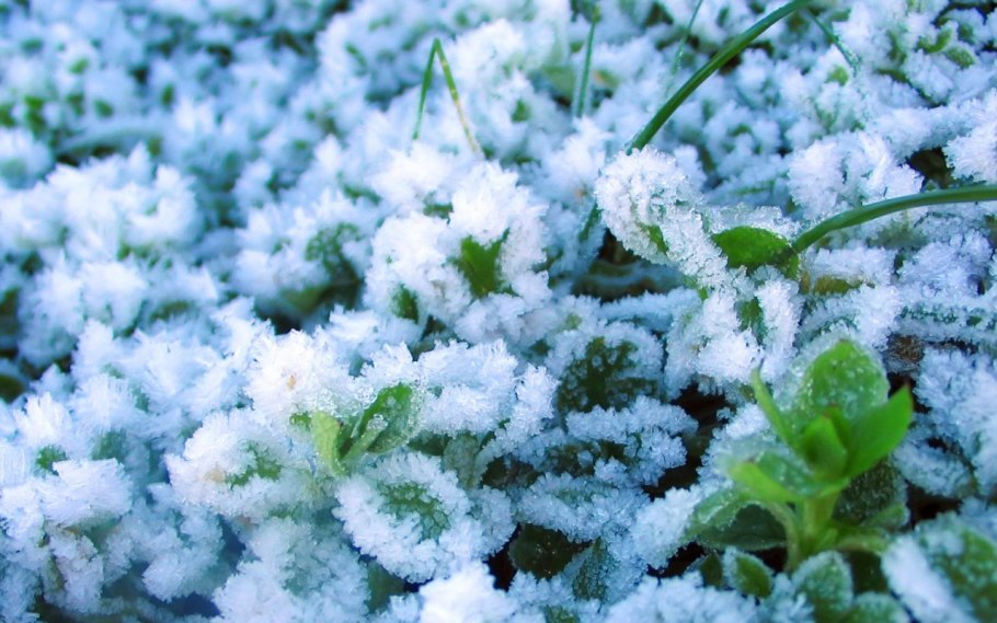 Растения под снегом