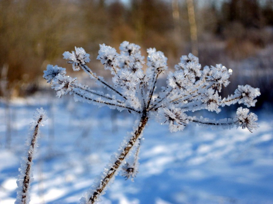 Цветы зимой