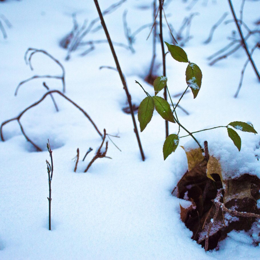 Растения зимующие под снегом