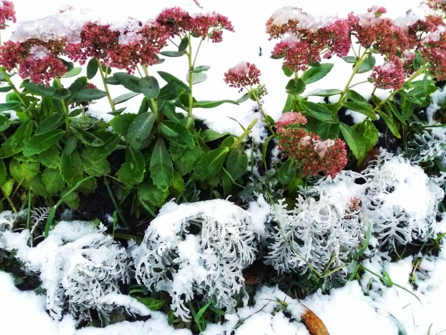 Зимние цветы садовые
