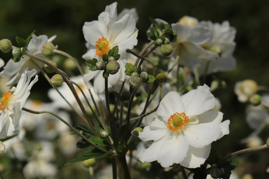 Анемона осенняя