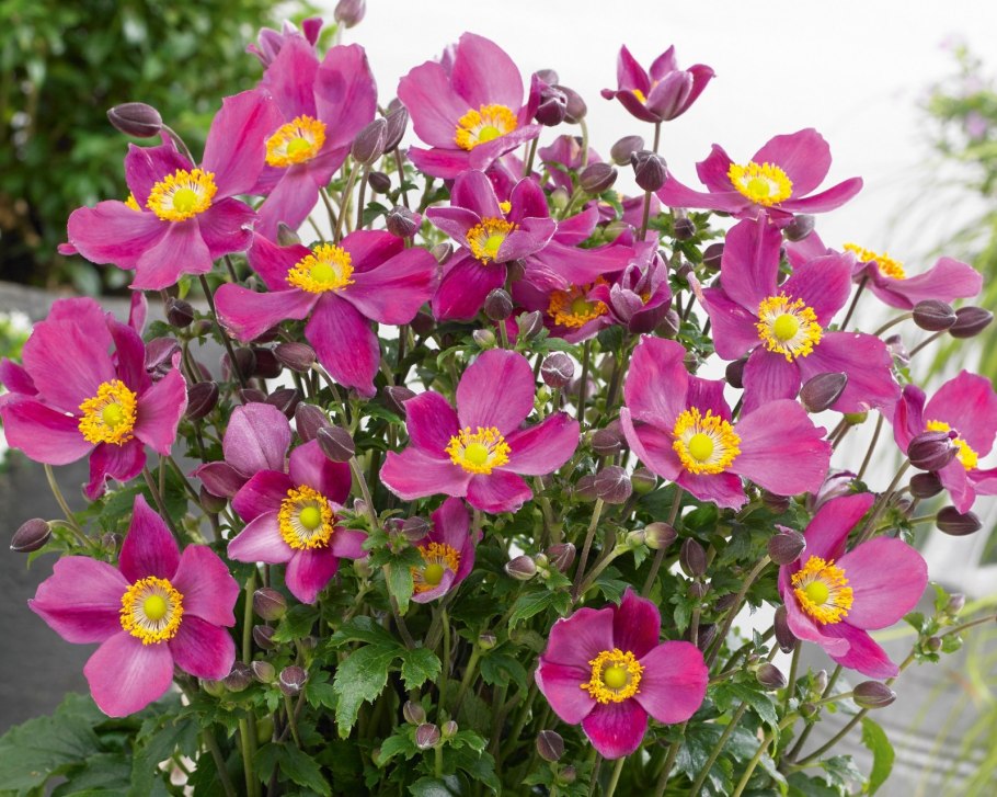 Анемона японская (a. japonica)