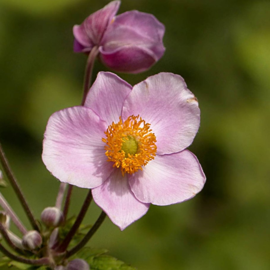 Анемона японская September Charm