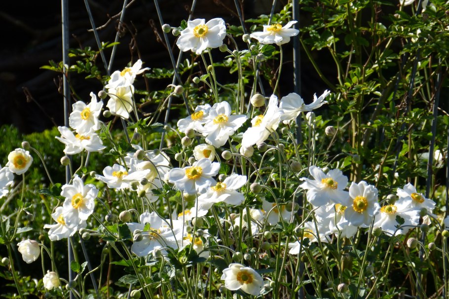 Анемона ветреница японская