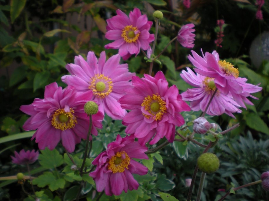 Анемона ветреница японская