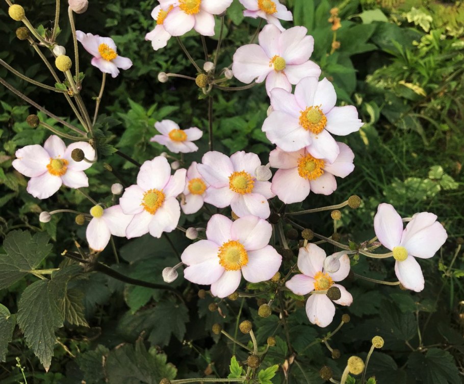 Анемона японская многолетняя